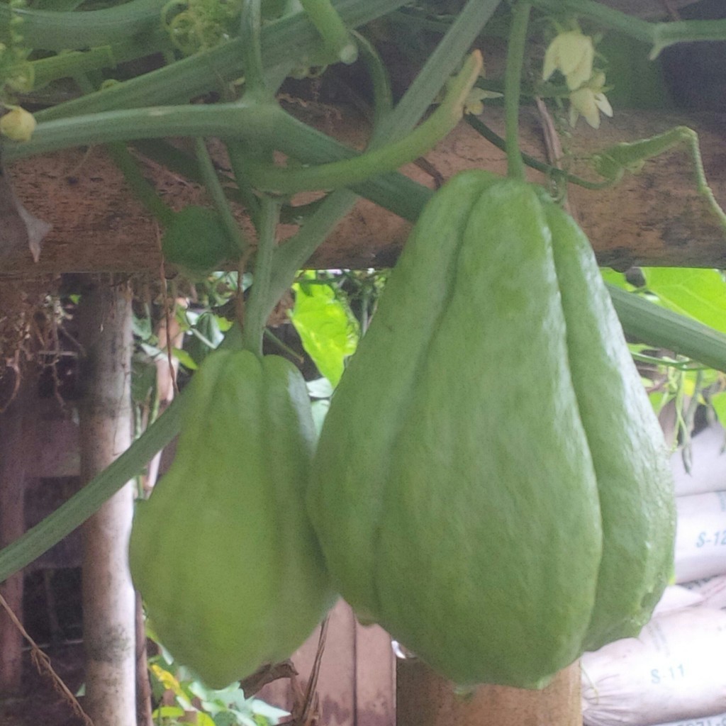 

Online Seeds Buah Labu Siam Manisa Segar - 1000 Gram