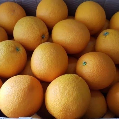 

Jeruk Sunkist 1 Kg