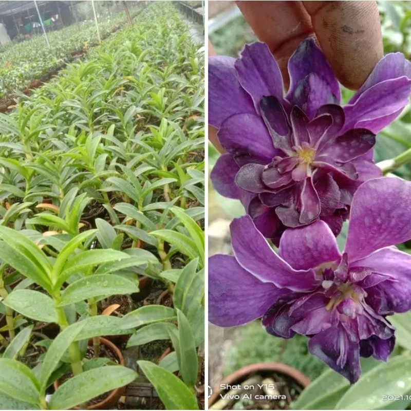 bibit anggrek biru berbentuk mawar dewasa spike-anggrek mawar biru Niming tanamanhias
