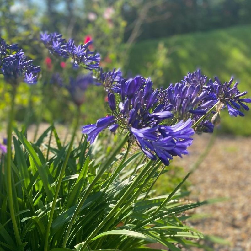Seed Center Bibit Benih Bunga Amarilis Lily Afrika Biru (1 Seeds)