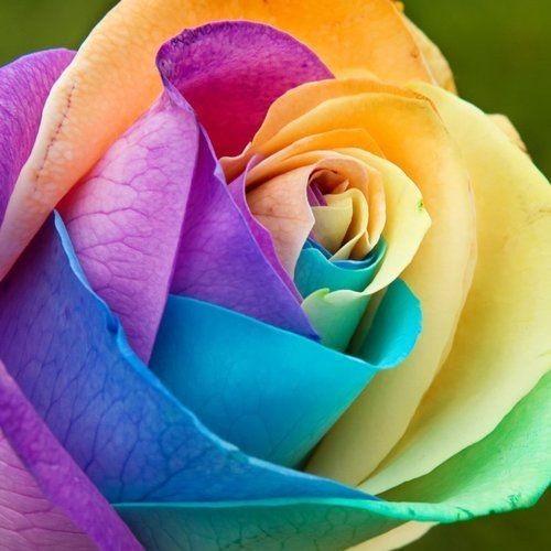 Seed Center - Bibit Benih Bunga Mawar Pelangi (2 Seeds)