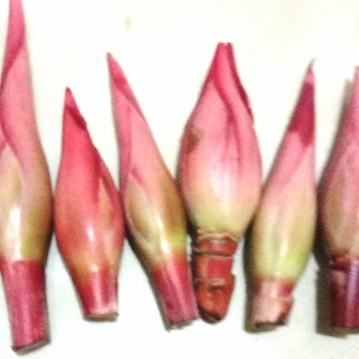 

Kecombrang/Kicung/Bunga Rias 500 Gram