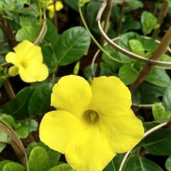 Pohon Alamanda Bunga Kuning -Tanaman Hias Rambat Bunga Alamanda Kuning