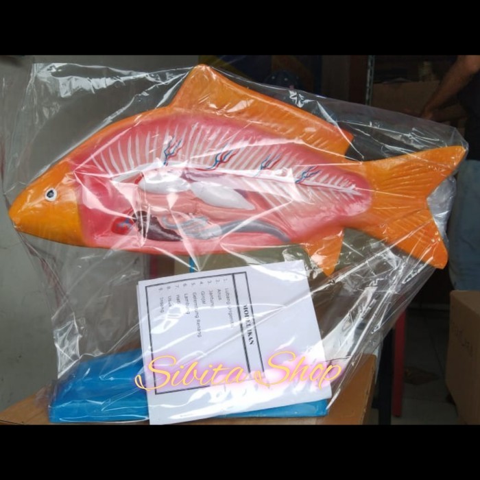 

Model Torso Ikan AnatomiAlat PeragaPatung