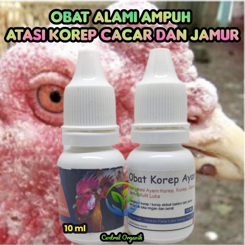 Obat Korep Ayam Bangkok Alami Paling Ampuh