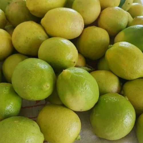 

KedaiBenih Buah Jeruk Nipis Kuning Segar ~ 500 Gram