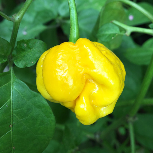 Kedaibenih - Benih Bibit Cabe 7Pot Kuning ~ 2 Biji