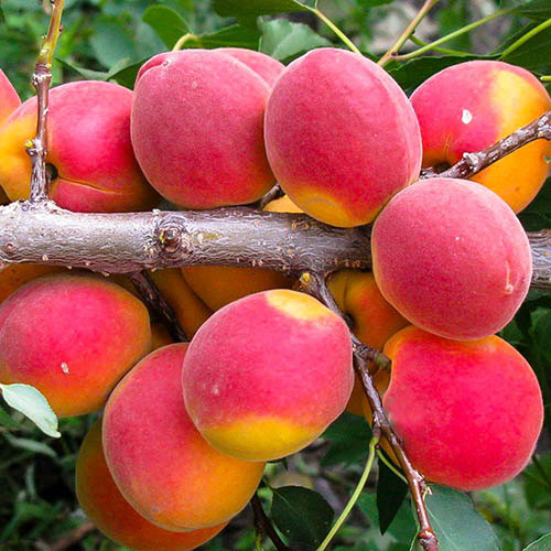 Kedaibenih - Benih Bibit Buah Aprikot ~ 1 Biji