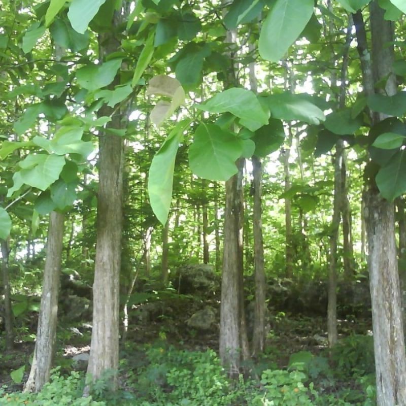 Kedaibenih - Benih Bibit Jati Solomon ~ 5 Biji