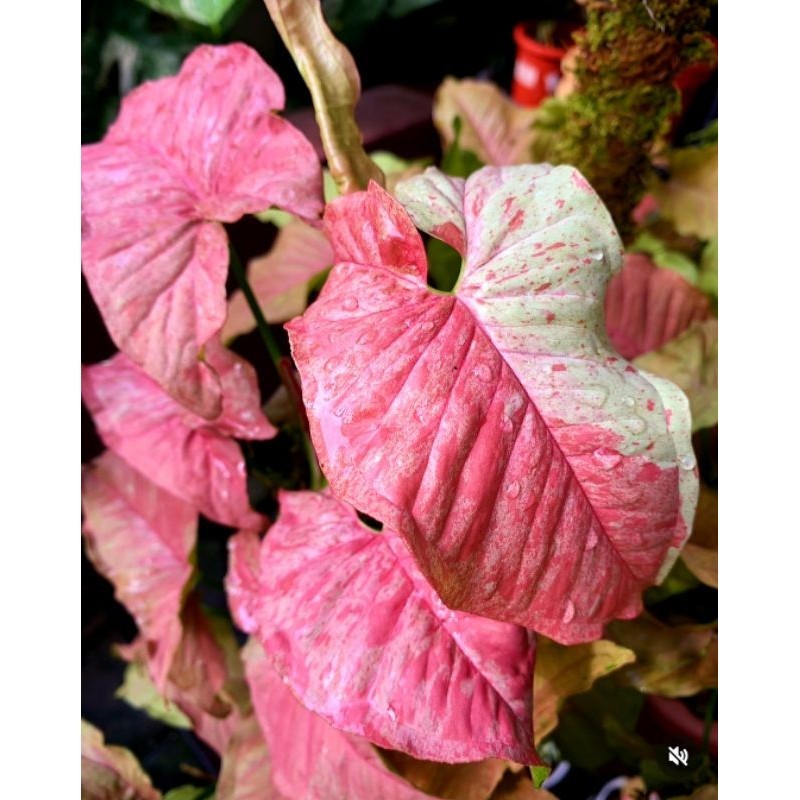 Tanaman Hias Syngonium Pink Candy Mutasi Bunga Hias Syngonium Singonium Pink Candy Anakan Murah BUKA