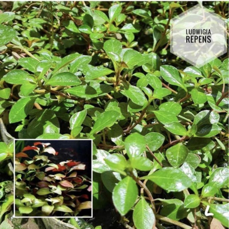 Ludwigia Repens