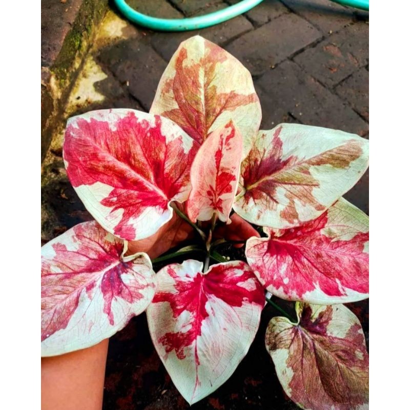 Tanaman Hias Keladi Nc Kendedes Bunga Hias Keladi Caladium Anakan Keladi Kendedes Murah BUKAN BONGGO