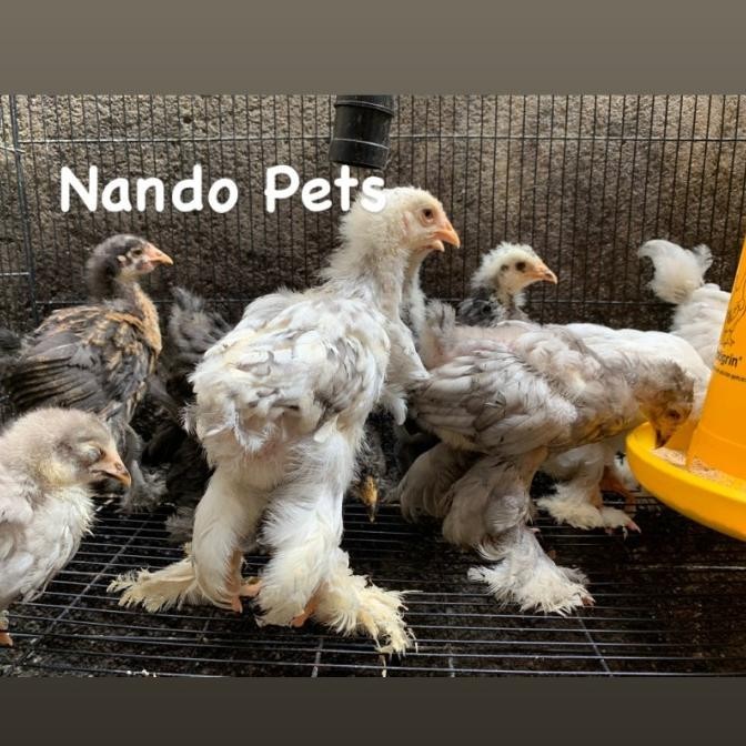 SALE  Ayam Brahma Import Original Anakan Usia 1 Bulanan Up