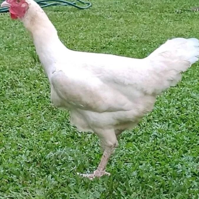 SALE  Betina Babon Ayam Pelung Jumbo Produkan Asli Original Siap Nelur