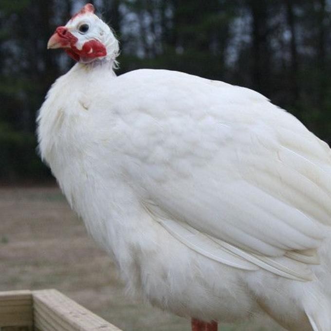 SALE  Ayam Mutiara Albino Putih - Ayam Hias Mutiara
