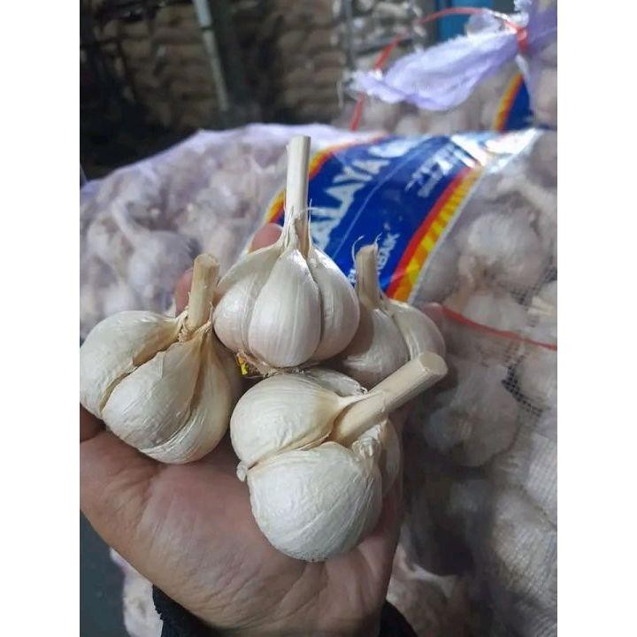 

Bawang Putih Kating 1 Kg Kwalitas Premium Mirzbenda