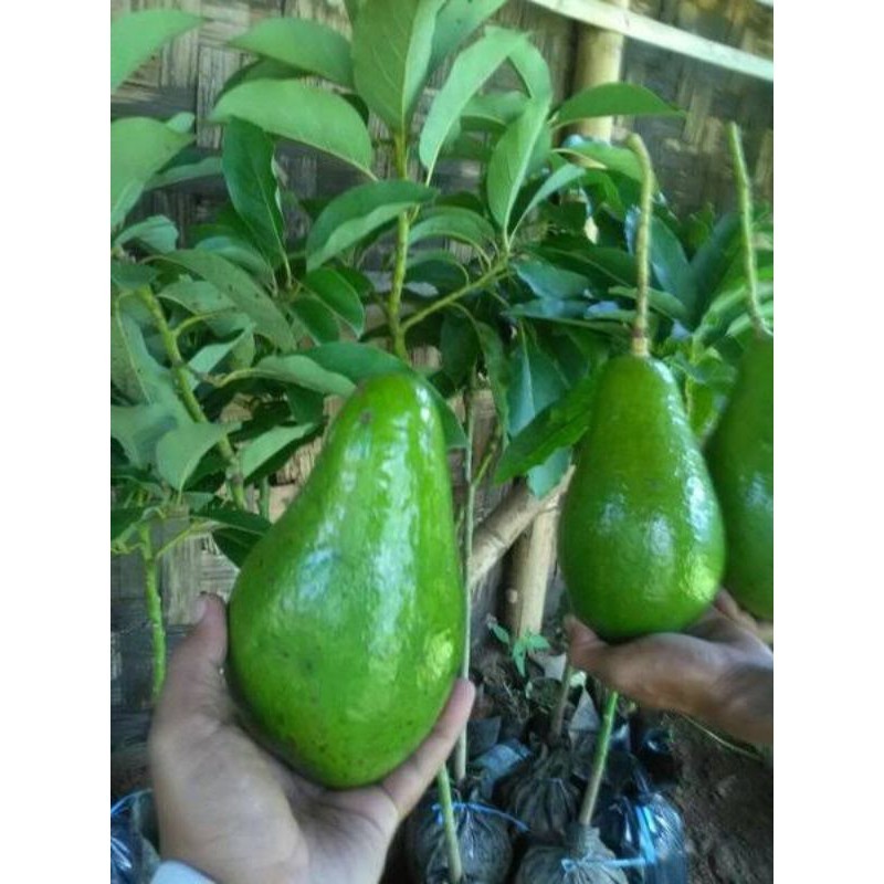 Bibit Alpukat Pluwang // Alpukat Greenstar