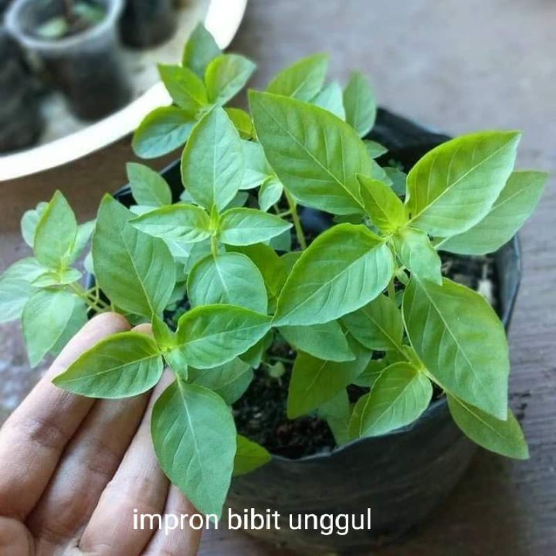 Bibit kemangi super