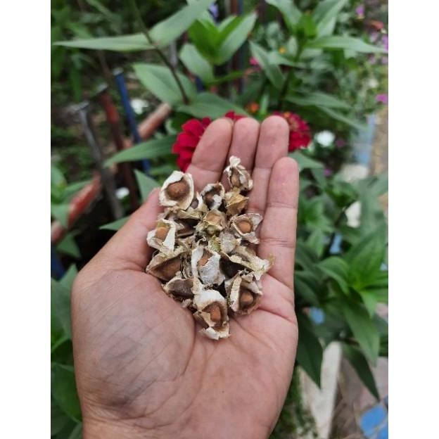

BIJI KELOR KWALITAS PREMIUM ISI 250 GR MORINGA RO05