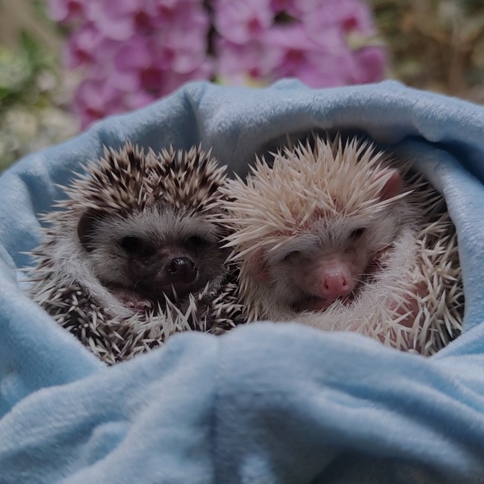 SNUGGLE SACK/SLEEPING POUCH HEDGEHOG, LANDAK MINI, SUGAR GLIDER - BLUE