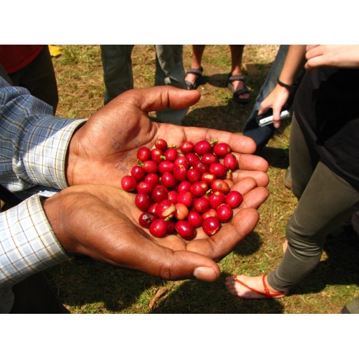 

Arabica Green Coffee Bean - Ethiopia Yirgacheffe