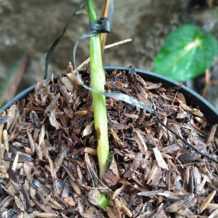 Janda Bolong Variegata Lokal Daun Pancing