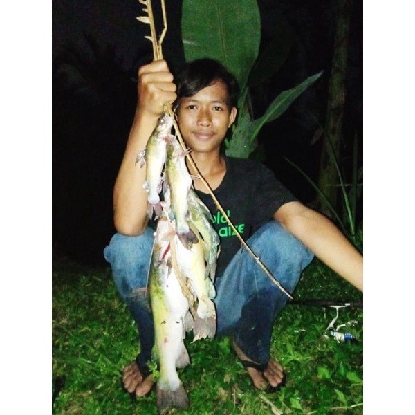 Kucur 1Kg Umpan Ikan Baung Mancing Baung Umpan Fermentasi Kingkucur