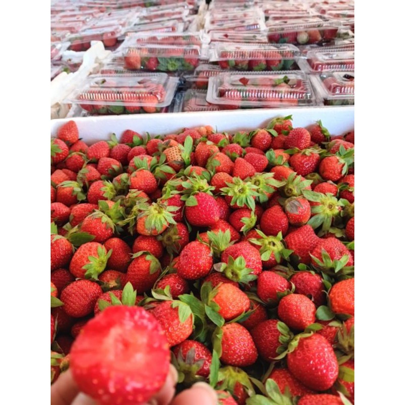 

Strawberry Fresh Gowa
