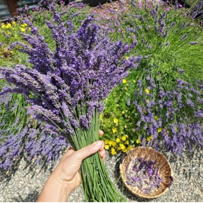 

Adlian Lavender Flower Powder Premium 100Gram