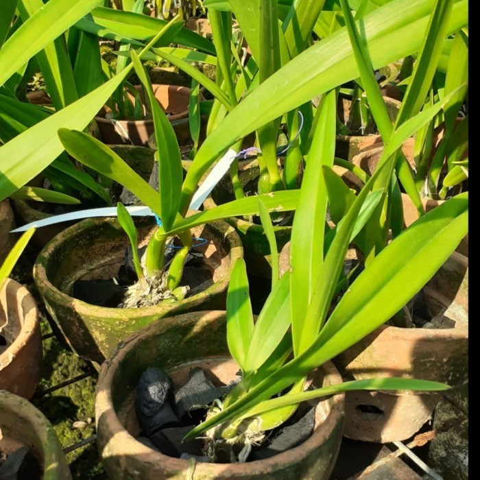 Guaricyclia Yucatan Dewasa