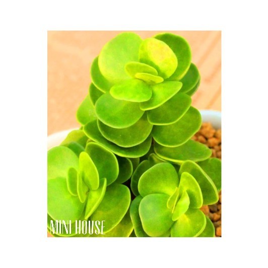 BIJI BENIH BIBIT SUKULEN IMPORT