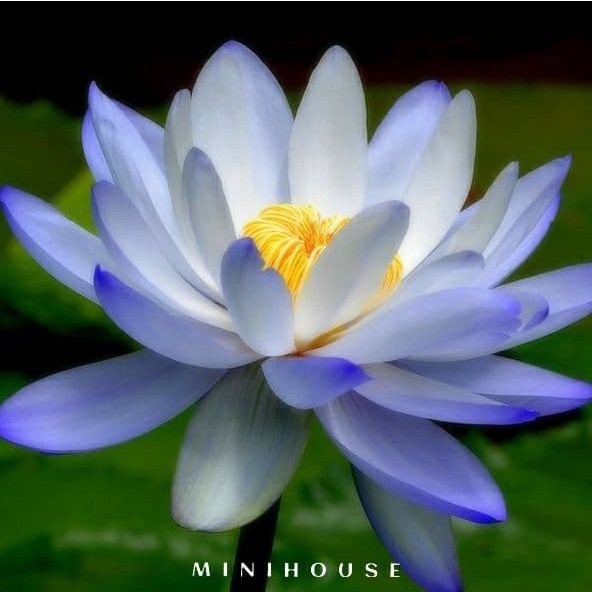 BENIH BIBIT BIJI LOTUS TERATAI AIR IMPORT