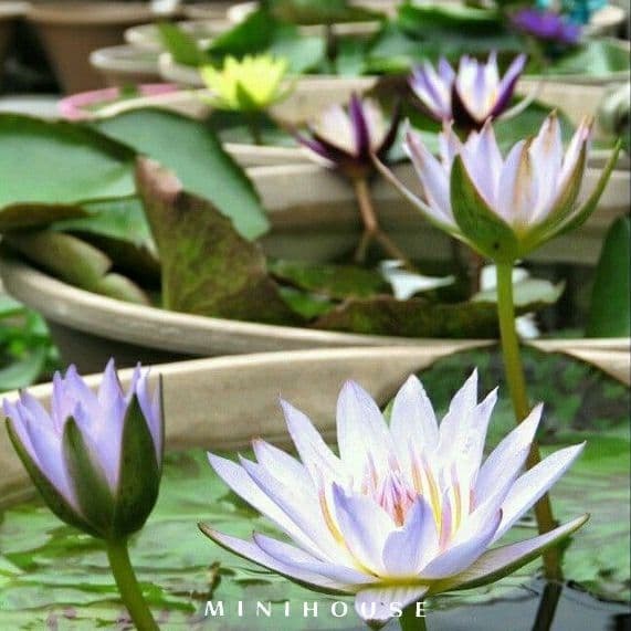 BENIH BIBIT BIJI LOTUS TERATAI AIR IMPORT