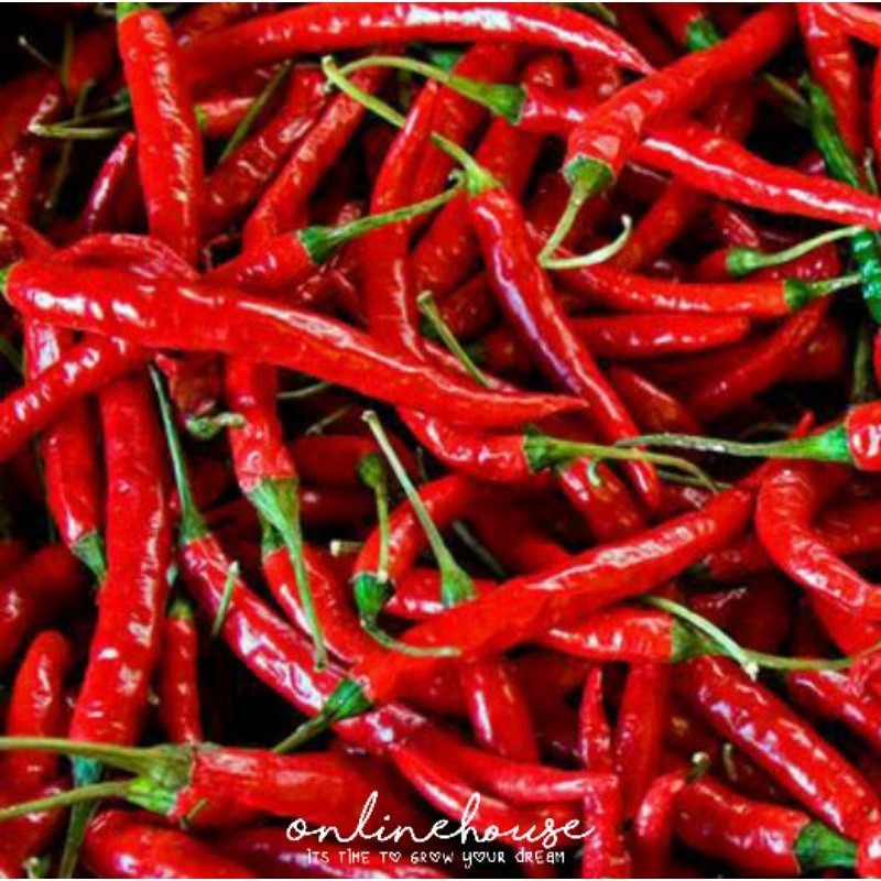 BENIH BIBIT BIJI SAYUR CABAI KERIRING 20 SEED