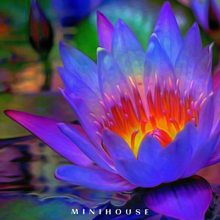 BENIH BIBIT BIJI LOTUS TERATAI AIR IMPORT