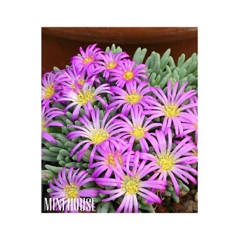 BIJI BIBIT BENIH KAKTUS LITHOPS IMPORT