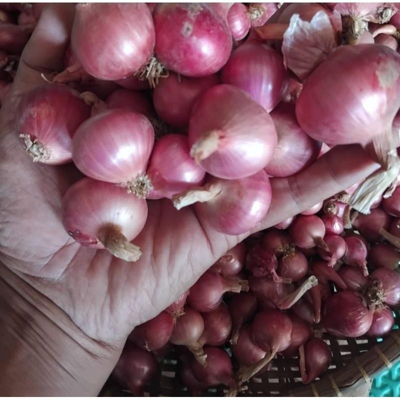 

BAWANG MERAH GARUT SUPER BM LOKAL 1KG Kualitas Terbaik