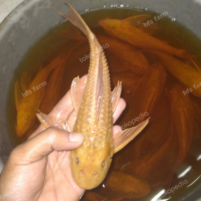 Ikan Sapu Sapu Albino Jumbo