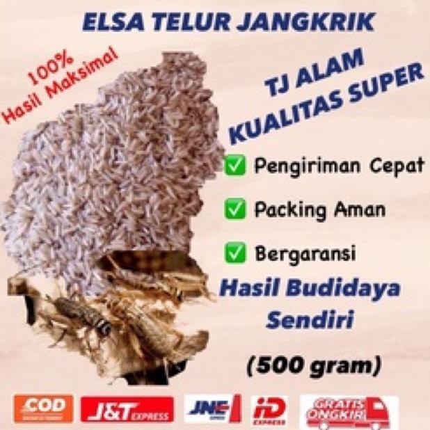 

YBW-2429 TELUR JANGKRIK ALAM SUPER BERGARANSI 500gr TERMURAH tj alam Murah