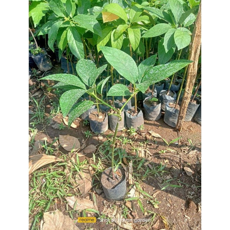 bibit alpukat daun tua | bibit alpukat Markus | bibit alpukat miki | bibit alpukat aligator | bibit 