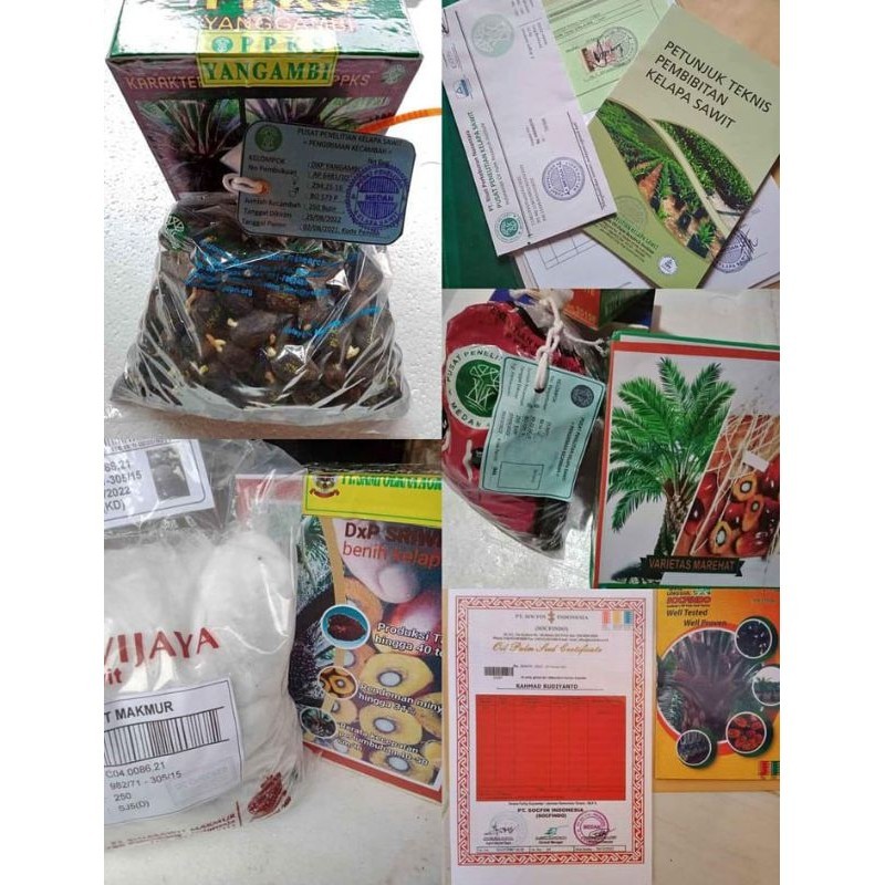 Bibit sawit unggul jaya socfindo