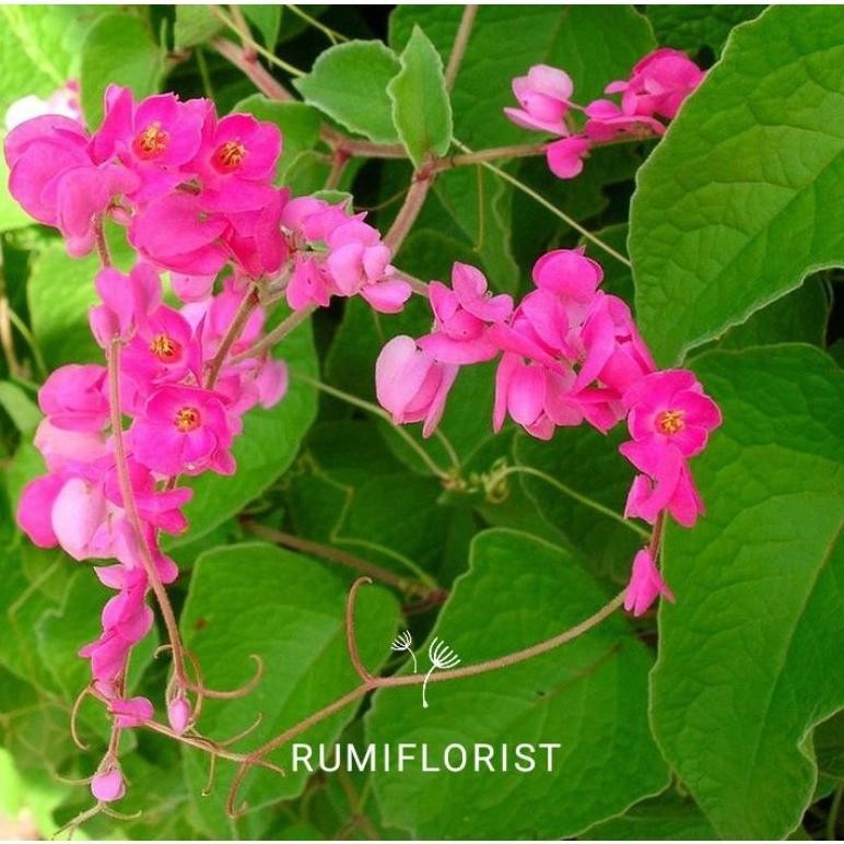 [ Beli 5 Gratis 1 ] Bibit Tanaman Rambat Bunga Air Mata Pengantin Pink | Air Mata Pengantin Varian B