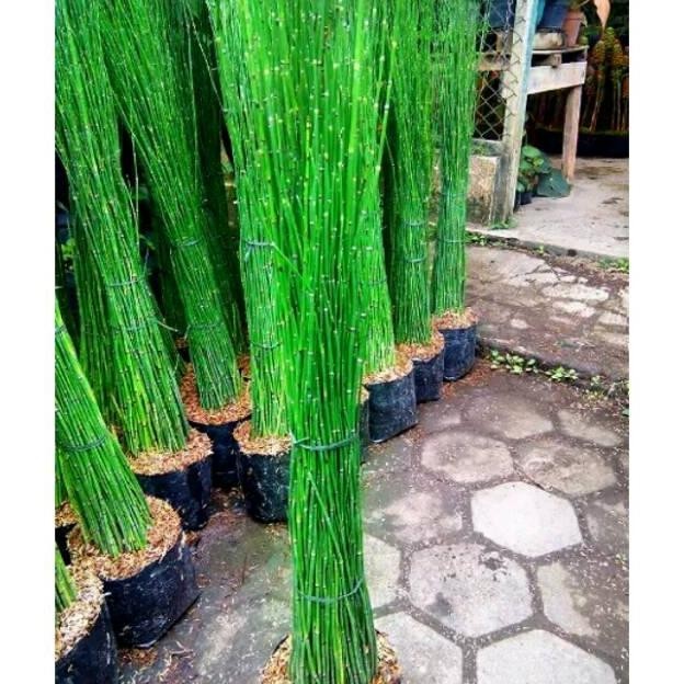 Bambu Air Hiasan Depan Rumah - Tanaman Hias  Murah Bambu Air Harga Per 1 Polybeg.. Gratis Ongkir