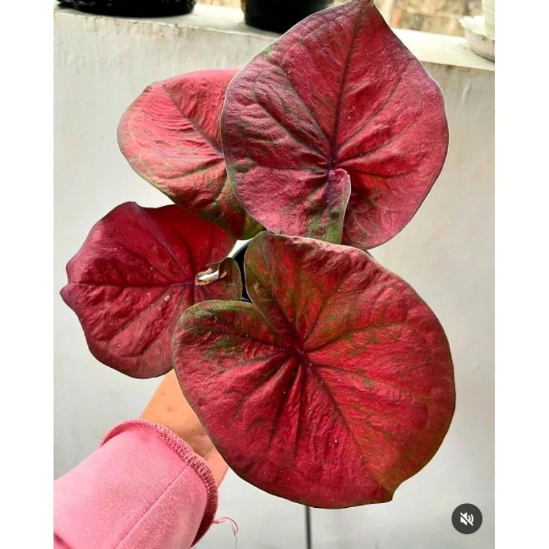 Tanaman Hias Keladi Hybrid Kurusetra Bunga Hias Keladi Caladium Anakan Murah Merah BUKAN UMBI Tanama