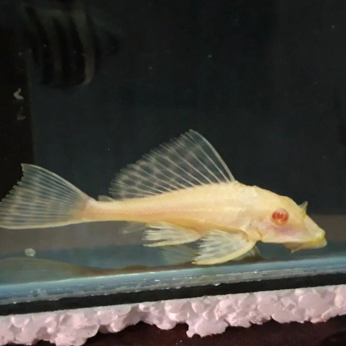 Ikan Sapu sapu gibiceps / Pleco gibicep mentega / 3 inch K02