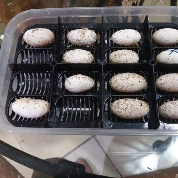 Egg Tray Incubator