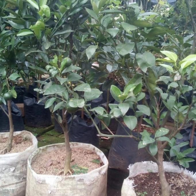 [Ready] Pohon Jeruk Medan Berbuah.Premium Manis