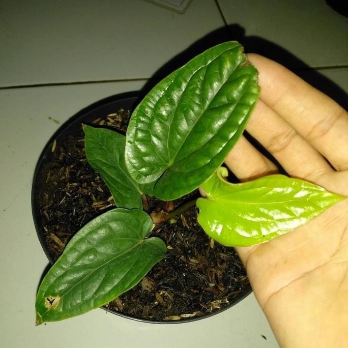 [Ready Stock] Tanaman Hias Bibit Anthurium Sirih Batmer/Batang Merah