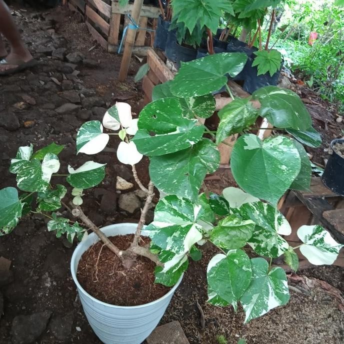 [Bayar Di Tempat] Tanaman Hias Waru Varigata Besar