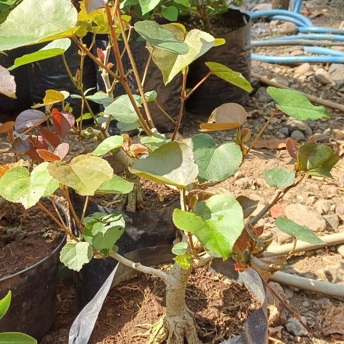 Bibit/Bahan Bonsai Waru Merah
